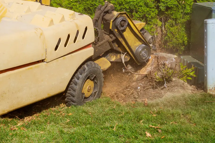 How to Choose the Right Stump Grinding Service for Your Needs in Glen Head, NY