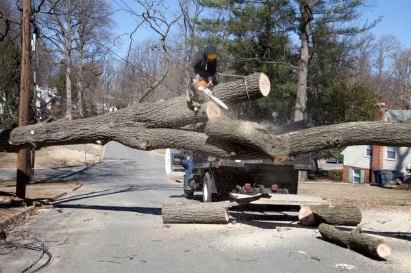 How to Tell If Tree Removal Is the Right Choice for You in Glen Head, NY