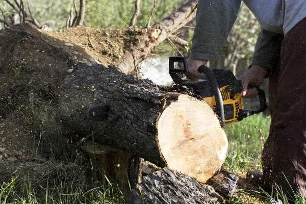 How to Tell If Tree Removal Is the Right Choice for You in Glen Head, NY