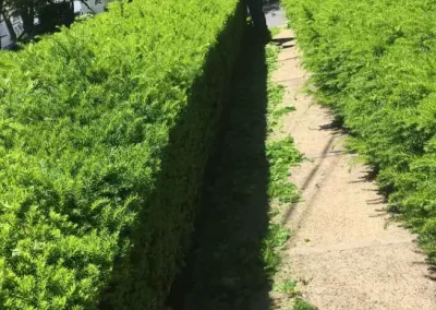 Landscaping Services