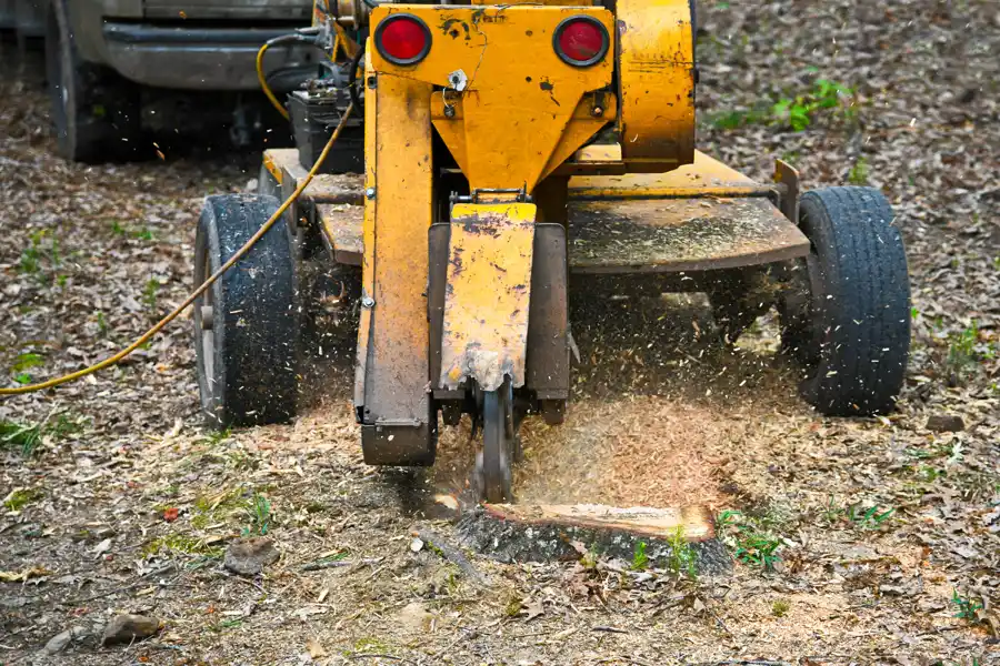 The Environmental Impact of Stump Grinding in Urban Areas in Glen Head, NY