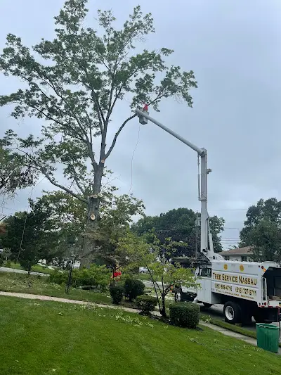 Tree Company in Glen Head, NY Tree Company in Glen Head, NY