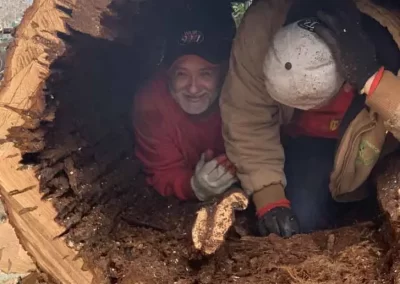 Tree Removal Service