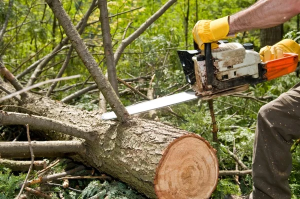 Professional Tree Removal in Glen Head, NY Professional Tree Removal in Glen Head, NY