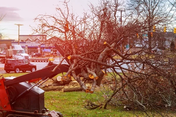 What to Expect During a Professional Tree Removal Service in Glen Head, NY